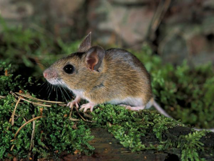 Velika najezda miševa u okolini Rijeke