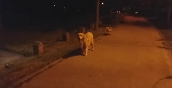 Neobična scena u Banjaluci: Lisica u centru grada