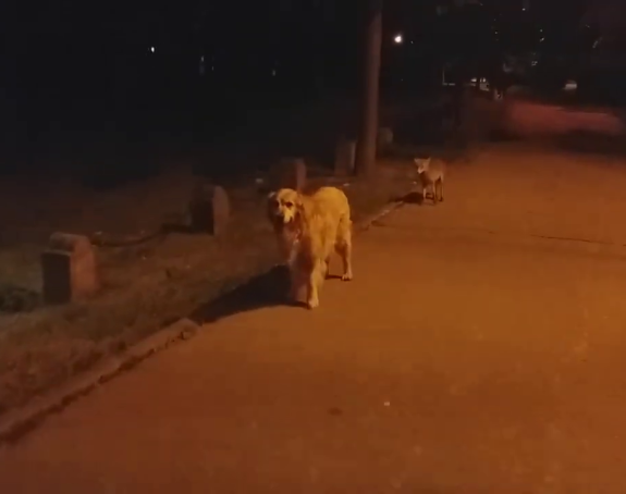 Необична сцена у Бањалуци: Лисица у центру града