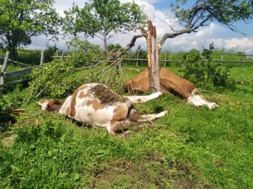 Grom ubio dvije krave koje su se sakrile pod šljivu