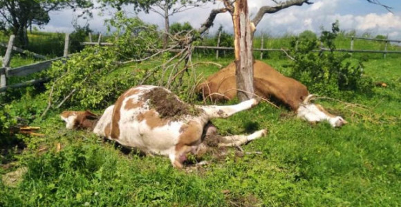 Grom ubio dvije krave koje su se sakrile pod šljivu