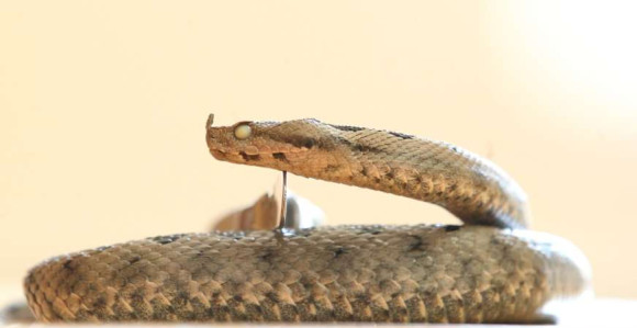 Dječaka ujeo poskok za lice u blizini Niša