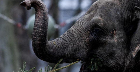 Divlji slon u naletu ubio 14 ljudi u Indiji