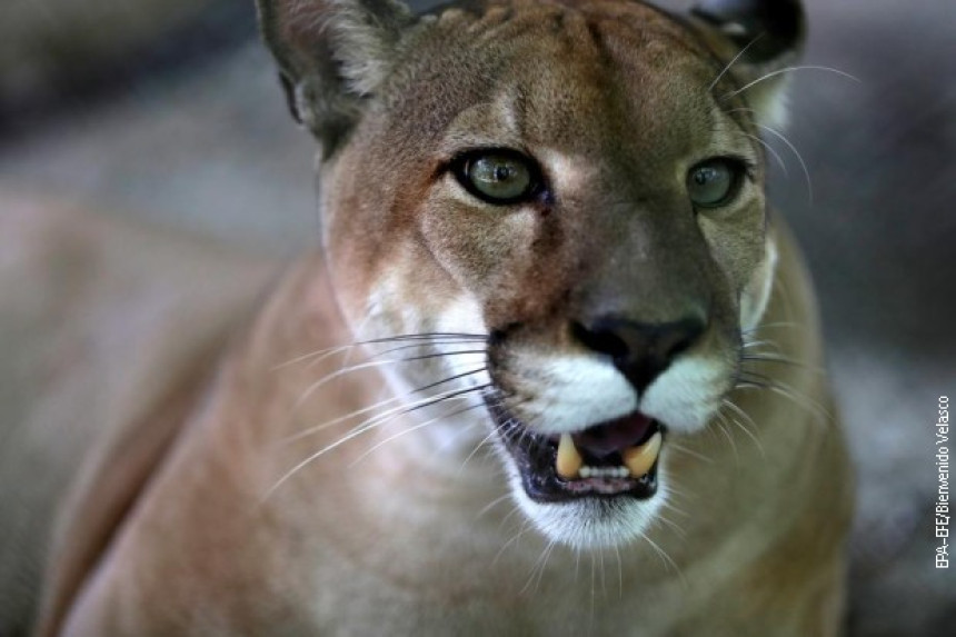 Puma napravila pometnju u Sloveniji, potraga traje skoro mesec dana!