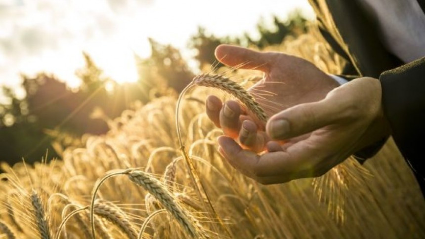 Suša smanjuje rod pšenice, pomoći od vlasti nema