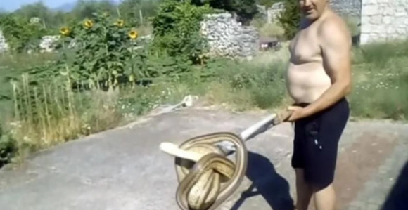 Žena ušla da napravi doručak i zatekla zmiju (VIDEO)