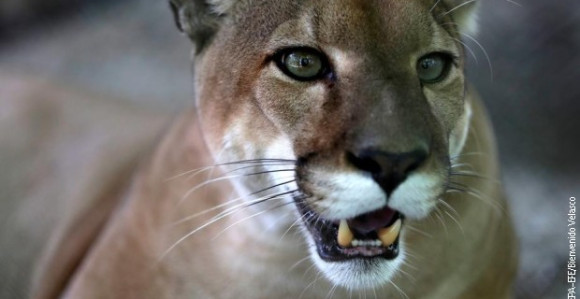 Puma napravila pometnju u Sloveniji, potraga traje skoro mesec dana!