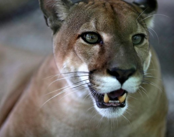 Puma napravila pometnju u Sloveniji, potraga traje skoro mesec dana!