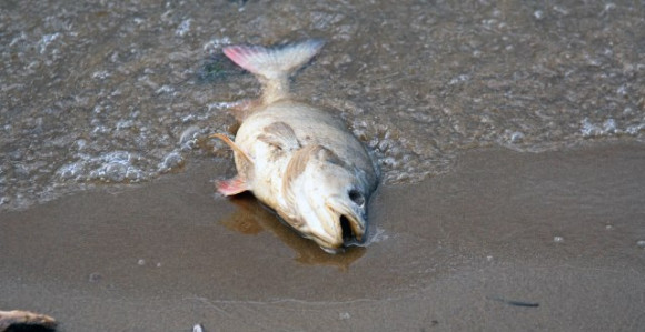 Uginulo 340 kg smuđa u Krivaji zbog vrućine