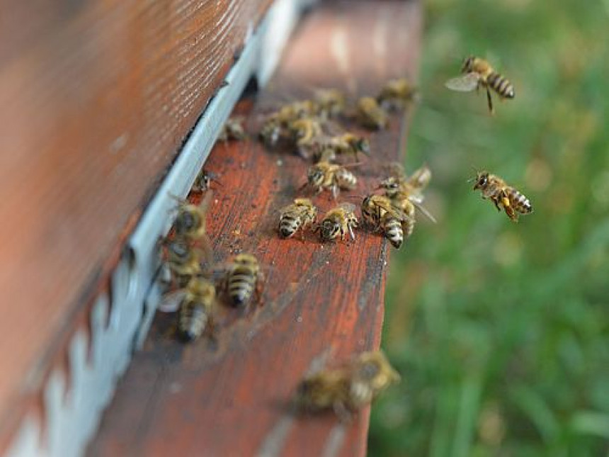 Пчеларска сезона ове године једна од најлошијих