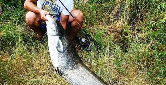 Srpčanin ulovio soma teškog 33 kilograma