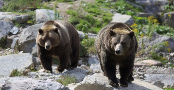 Medvjed izvukao ženu iz šatora u kampu i usmrtio je