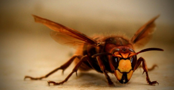 Žena u Doboju preminula od ujeda stršljena