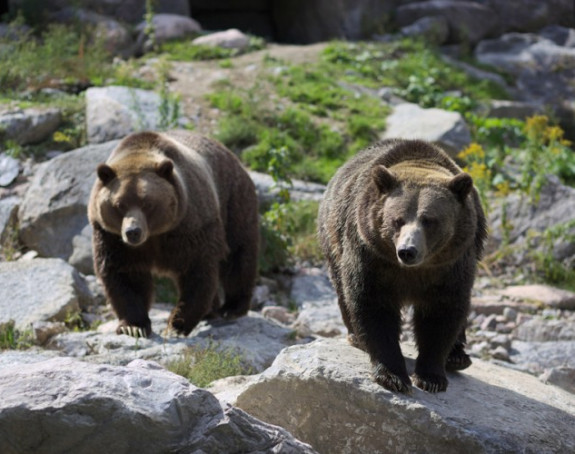Medvjed izvukao ženu iz šatora u kampu i usmrtio je