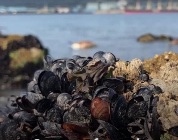 Toplotni talas u Kanadi skuvao školjke u moru