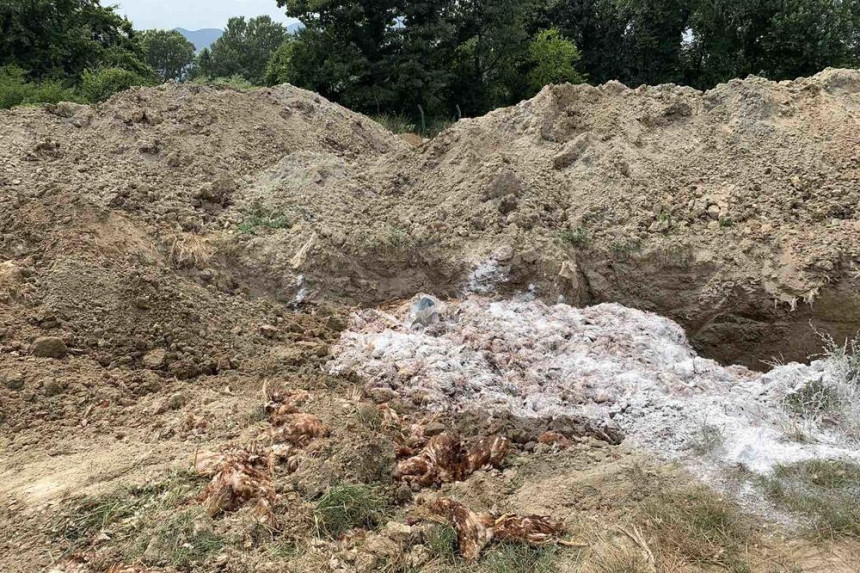 Vrelina ubila kokoške vrijedne milion evra