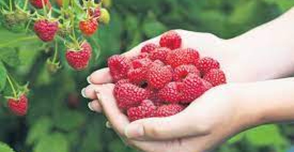 Postoji interes za plasman maline na inostrano tržište