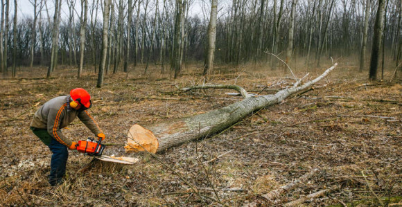 Teslić: Gola sječa šume u ŠG "Borja" ne zanima nikoga