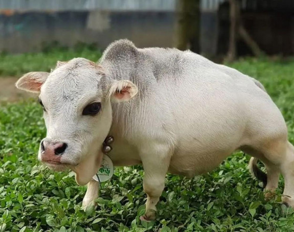 Krava Rani iz Indije je najniža i najmanja krava na svetu?!
