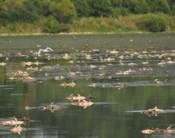 Na pomolu ekološka katastrofa u prnjavorskom ribnjaku