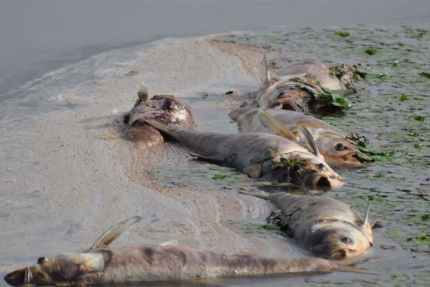 Прњавор: Почело уклањање угинуле рибе у “Рибњаку”