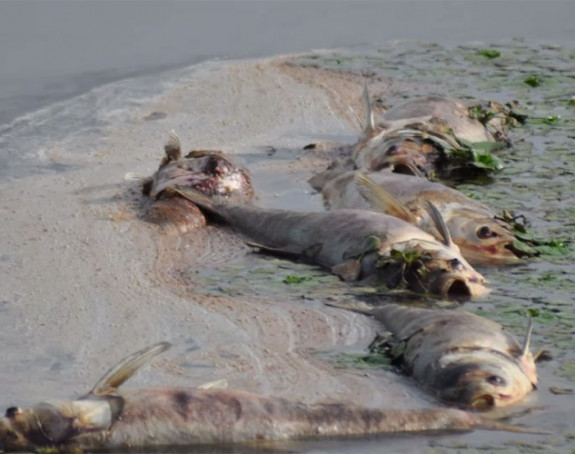 Прњавор: Почело уклањање угинуле рибе у “Рибњаку”