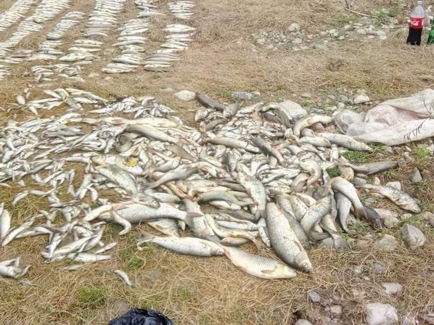 U Kolubari više od pola tone bijele ribe uginulo