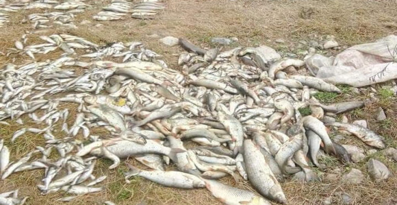 U Kolubari više od pola tone bijele ribe uginulo