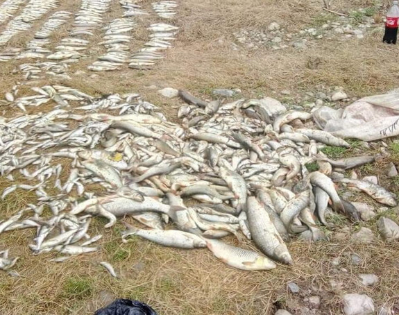 U Kolubari više od pola tone bijele ribe uginulo