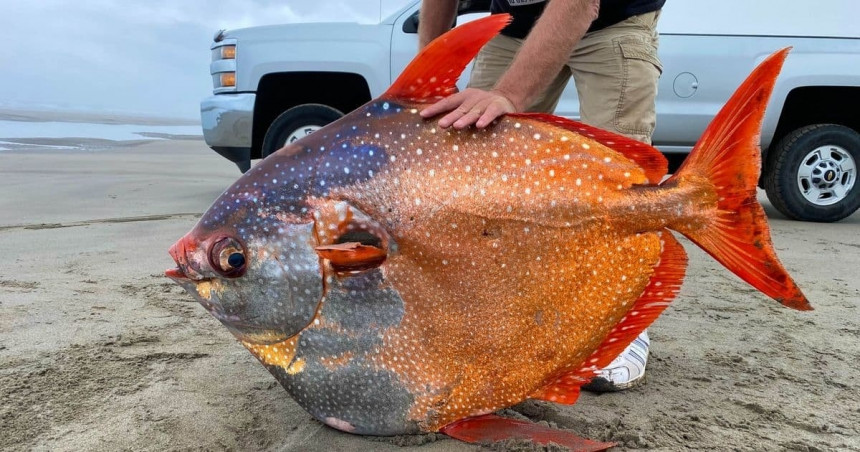 На обали пронађена ретка велика шарена риба Опах!