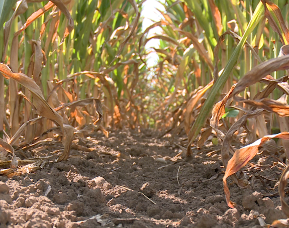 Velike vrućine uništavaju kukuruz u Semberiji