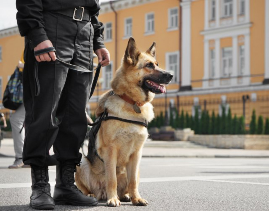 Румунија: Обучени пси откривају ковид-позитивне