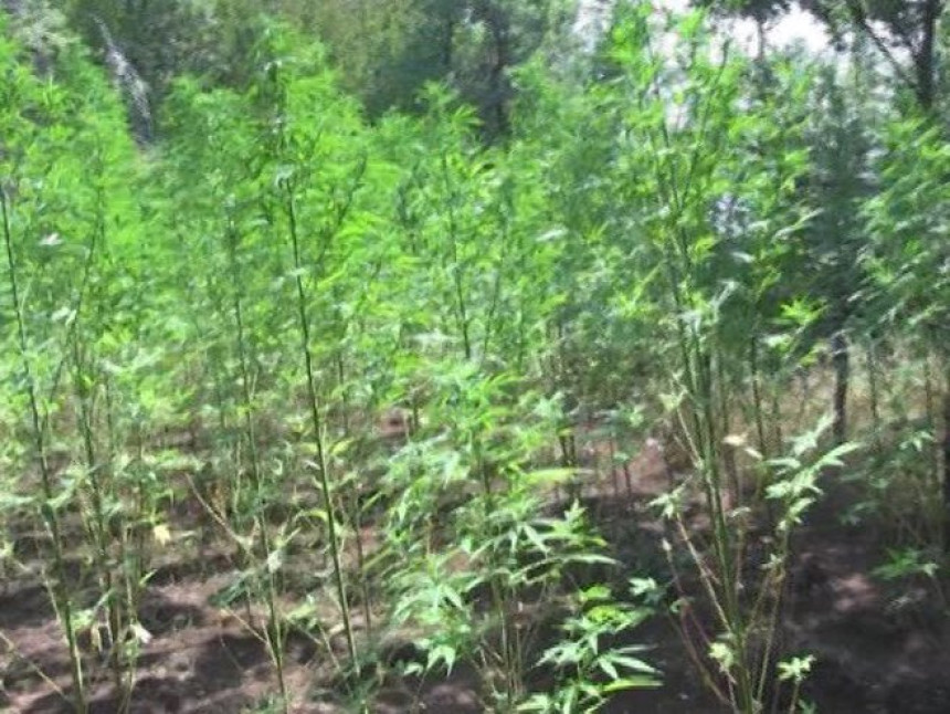 Otkrivena plantaža marihuane u selu kod Bileće 