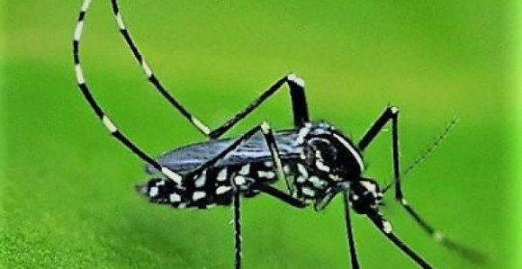 Groznica Zapadnog Nila odnijela dva života u Srbiji