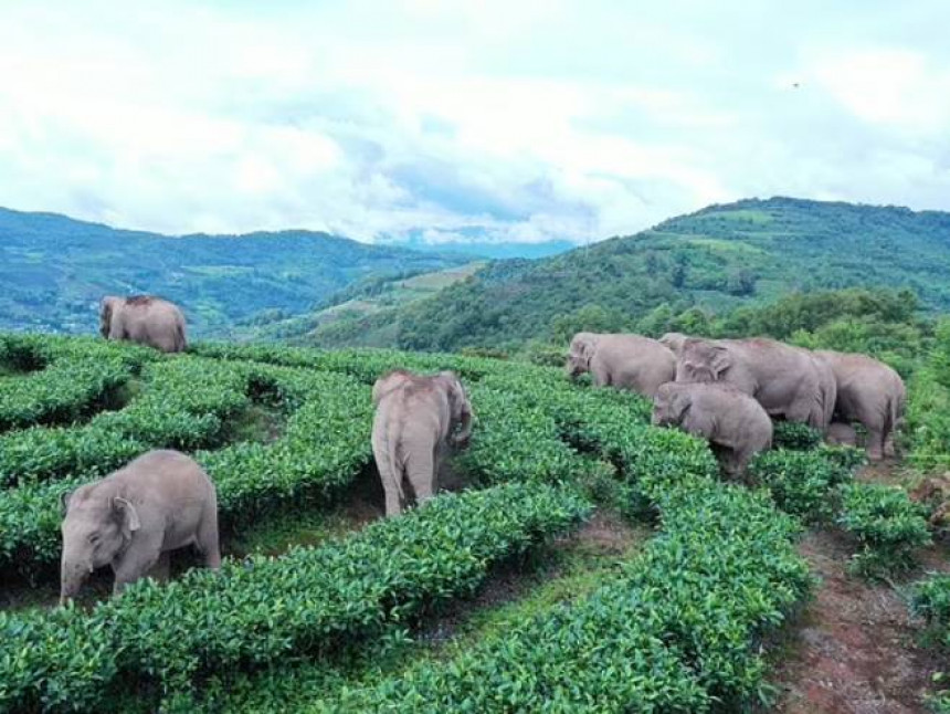 У Кини 150.000 људи евакуисано због слонова (ВИДЕО)