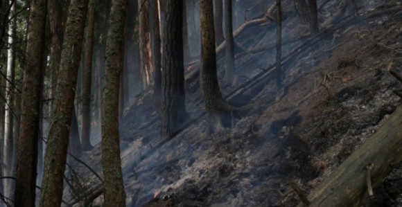 Ekološka katastrofa: Pančićevu omoriku zahvatio požar