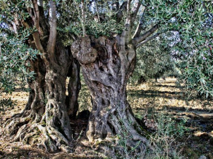 На Евији изгорјела маслина стара 2.500 година