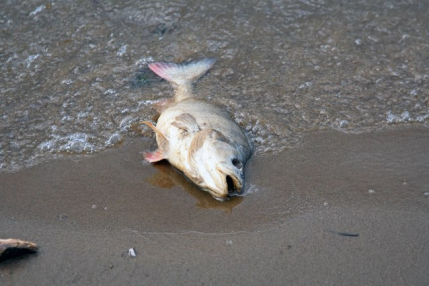 На обалама шпанске лагуне 20 тона угинуле рибе