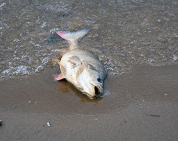 На обалама шпанске лагуне 20 тона угинуле рибе