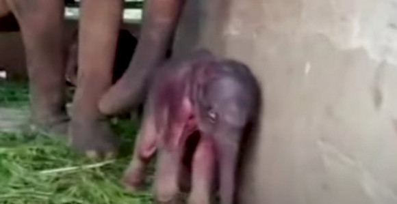 Prvi put posle 80 godina rođeni slonovi blizanci na Šri Lanci! (VIDEO)