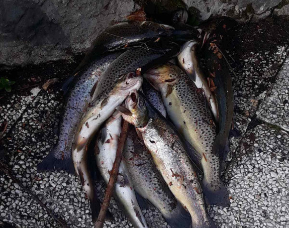 Угрожена аутохтона поточна пастрмка у "НП Сутјеска"