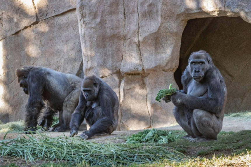 Gorile u zoološkom vrtu zaražene virusom korona