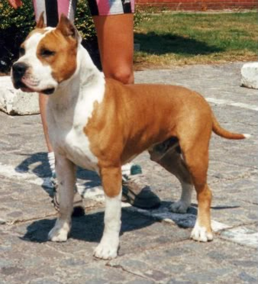 Hrvatska: Staford napao dijete i teško ga povrijedio