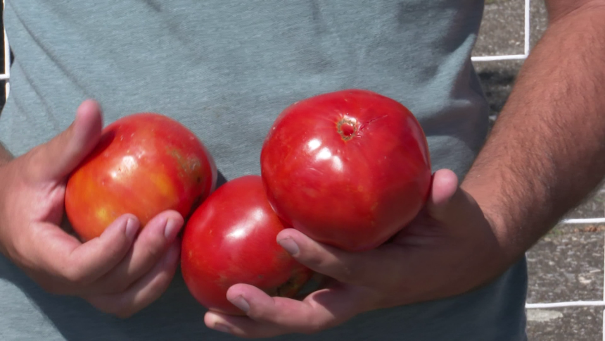 Poljoprivrednici nezadovoljni otkupom paradajza