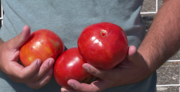Poljoprivrednici nezadovoljni otkupom paradajza