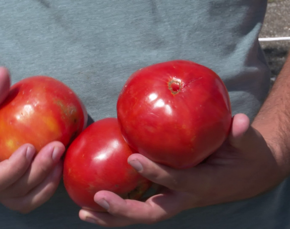 Poljoprivrednici nezadovoljni otkupom paradajza