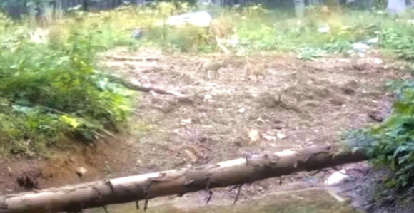 Na obodima planine Klekovače snimljen balkanski ris (VIDEO)