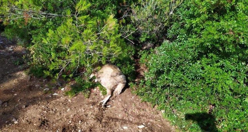 Hrvatska: Grom ubio 47 ovaca na Braču