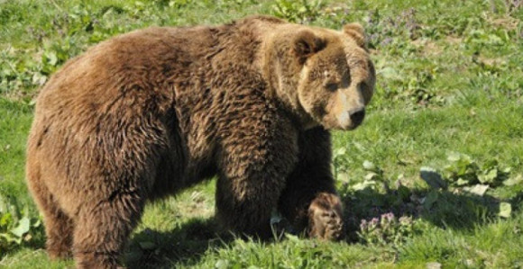 Medvjed napao stado ovaca u gatačkom selu Kravarevo