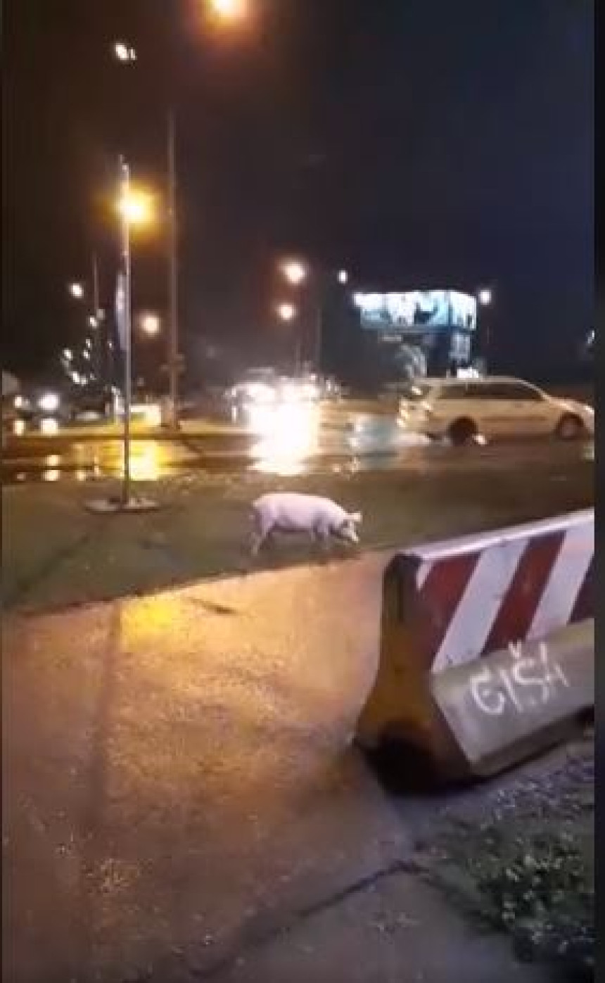 Prase izgubljeno luta ulicama Banjaluke (VIDEO)